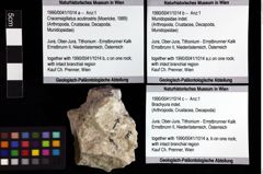 Foto (Objket + Etiketten) von Cracensigillatus acutirostris (Moericke, 1889) 